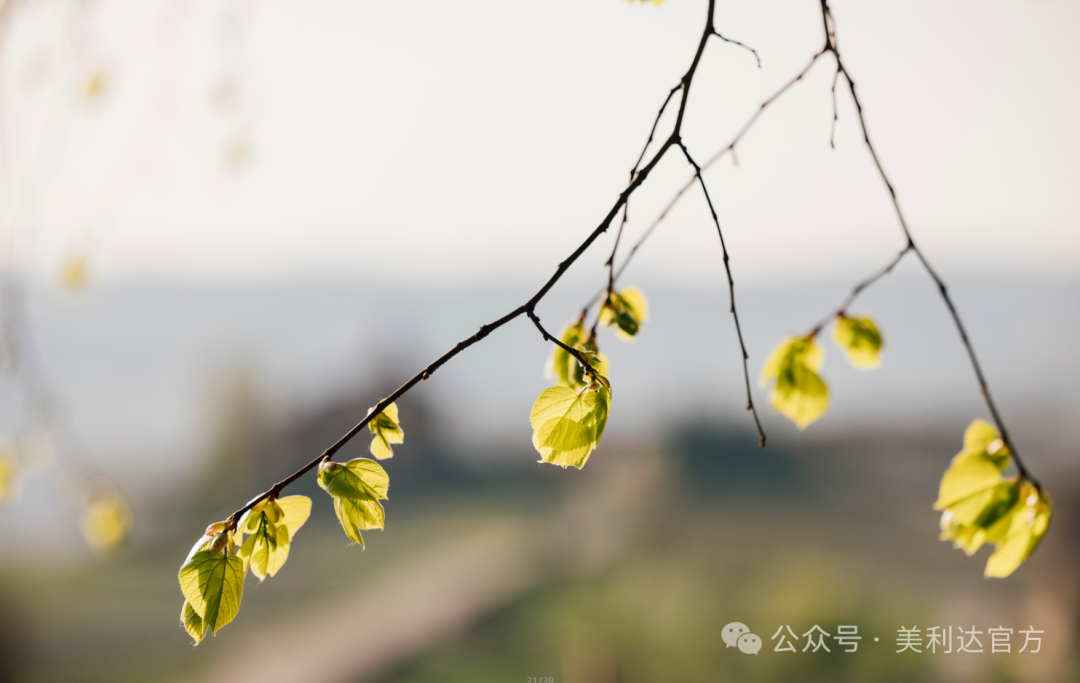 [2025-03-28]美利达车友故事小男孩与自行车