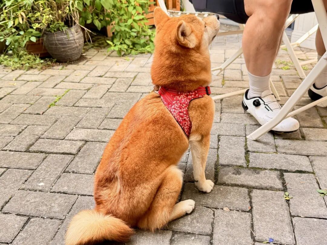 [2025-10-21]MCC1025落日飞航