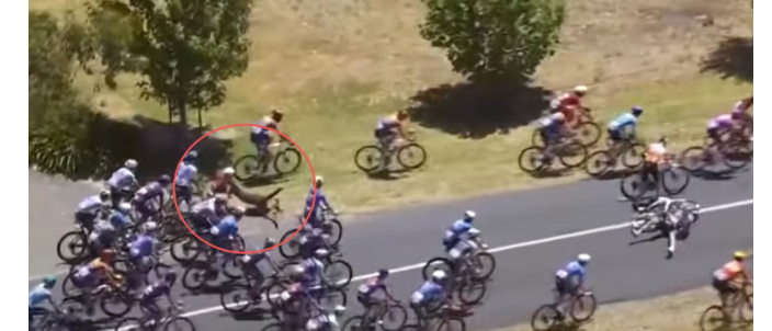 环澳自行车赛发生离谱一幕：袋鼠冲进车队，多人摔车